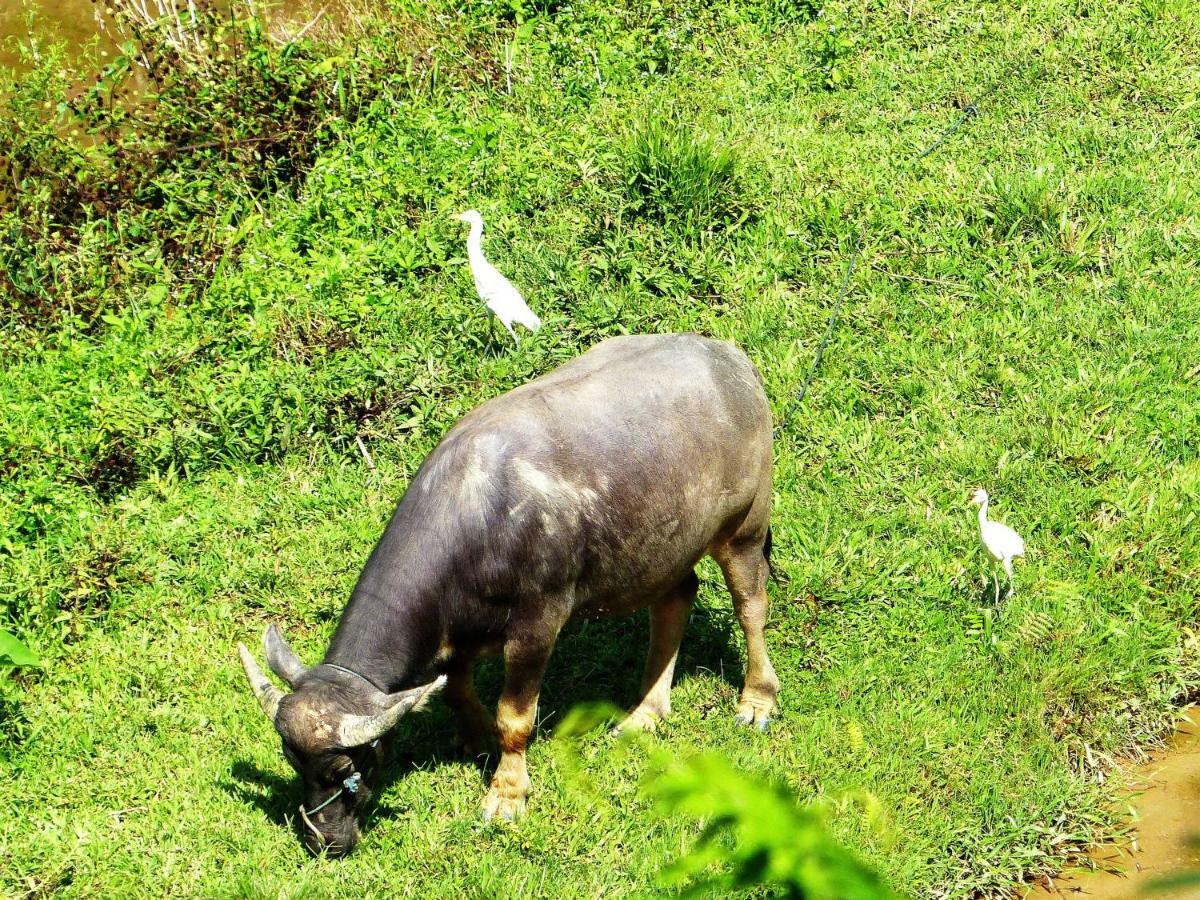 Toraja Torsina Hotel รานเตเปา ภายนอก รูปภาพ